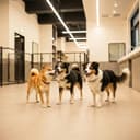 Pet Daycare in Yonkers, NY: A Guide for Dog Owners