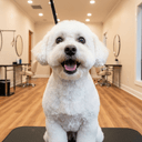 Dog Boarding in Mamaroneck, NY: What to Expect at Woof'z N Wagz
