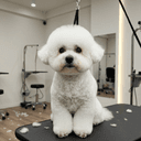 Yorkshire Terrier Grooming Guide for Westchester Dog Owners
