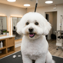 How to Choose a Dog Groomer in Rye, NY — Your Complete Guide